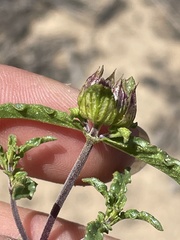 Monardella sinuata sinuata