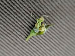 Amelanchier interior