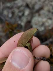 Amelanchier interior