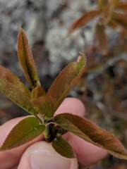 Amelanchier interior