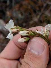 Amelanchier interior