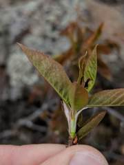 Amelanchier interior