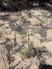 Monardella sinuata sinuata