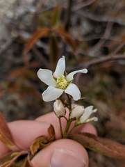 Amelanchier interior