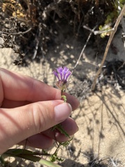 Monardella sinuata sinuata