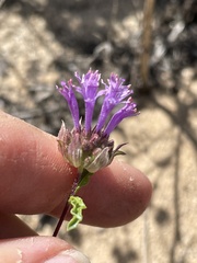 Monardella sinuata sinuata