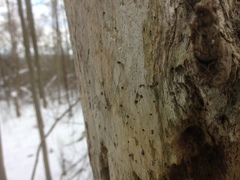 Mycocalicium subtile