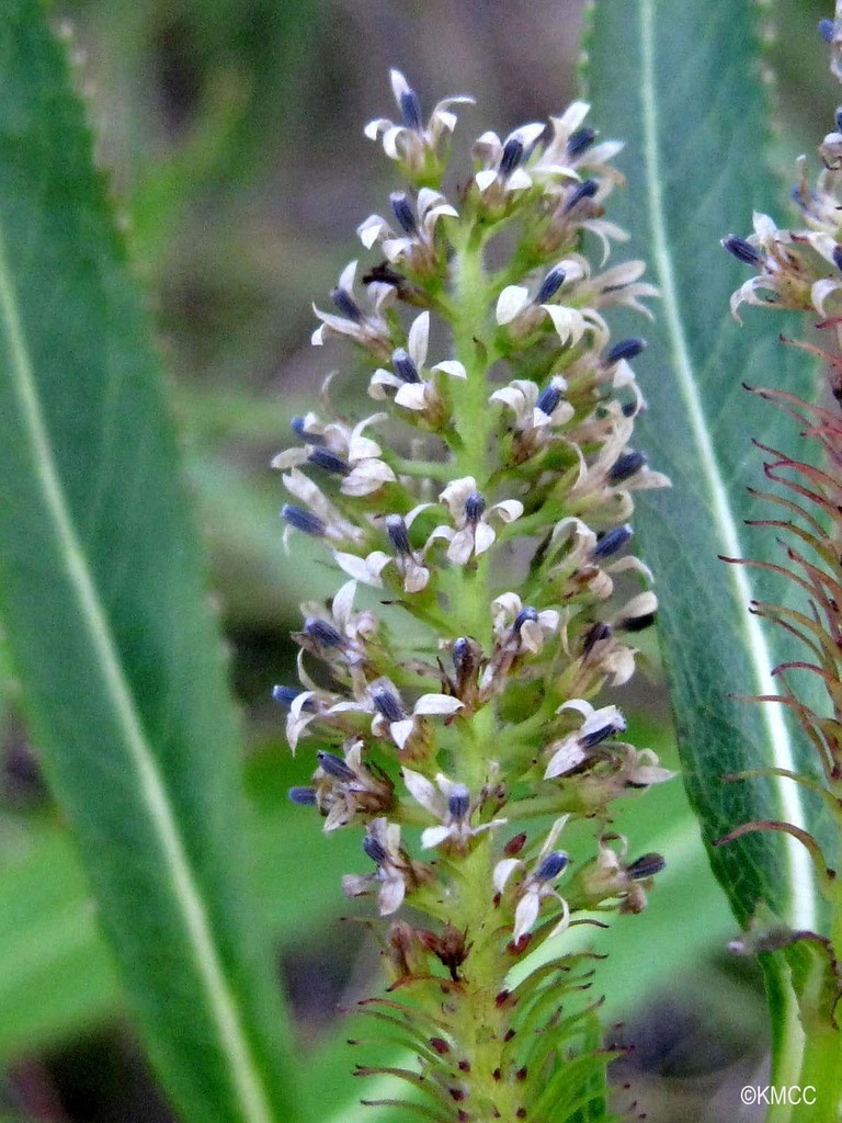 Dialypetalum