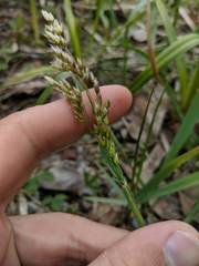 Anthoxanthum hirtum