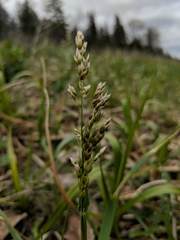 Anthoxanthum hirtum