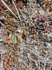 Potentilla rupifraga