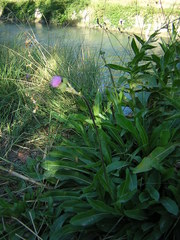 Cirsium monspessulanum