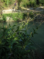 Cirsium monspessulanum