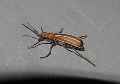 Epicauta floydwerneri