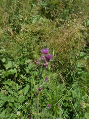 Cirsium rivulare