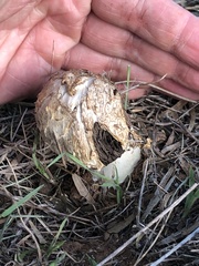 Agaricus deserticola