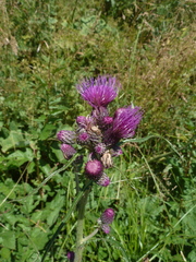 Cirsium rivulare