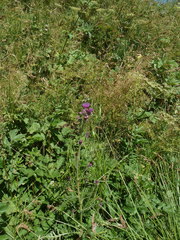 Cirsium rivulare