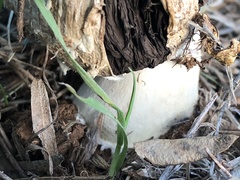 Agaricus deserticola