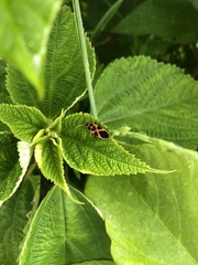 Tropidothorax sinensis