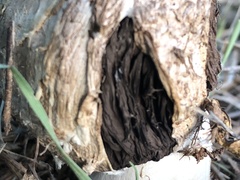 Agaricus deserticola