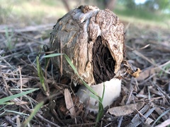 Agaricus deserticola