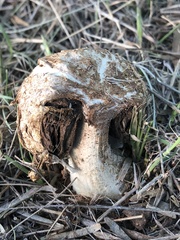 Agaricus deserticola