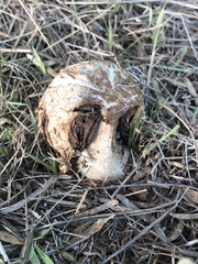 Agaricus deserticola