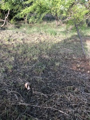 Agaricus deserticola