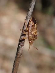 Podisus placidus