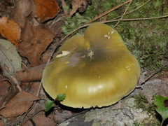 Tricholoma viridiolivaceum