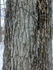 Lecanora nothocaesiella