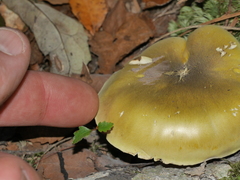 Tricholoma viridiolivaceum