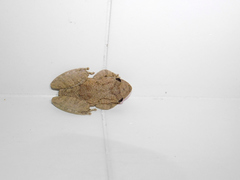 Scinax acuminatus