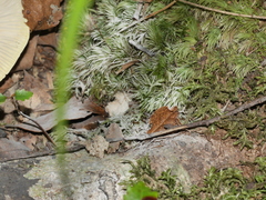 Tricholoma viridiolivaceum