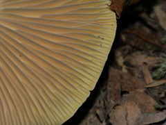 Tricholoma viridiolivaceum