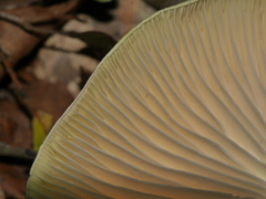 Tricholoma viridiolivaceum