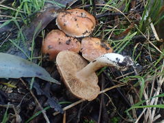Tricholoma eucalypticum