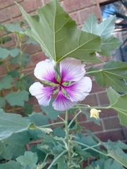 Malva subovata bicolor
