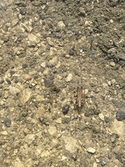 Paroxya atlantica