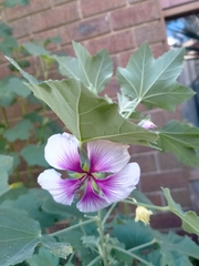 Malva subovata bicolor