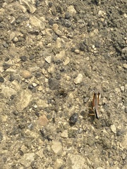 Paroxya atlantica