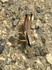 Paroxya atlantica