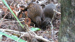 Gallirallus australis scotti
