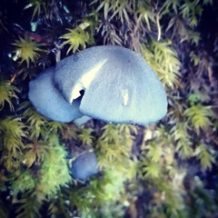 Entoloma cyanulum