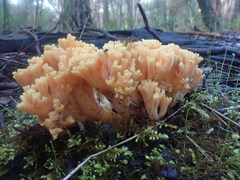 Ramaria anziana