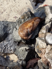 Arctocephalus galapagoensis