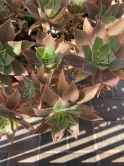 Aeonium urbicum