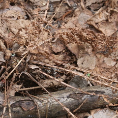 Matteuccia struthiopteris