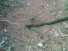 Mastigodryas danieli